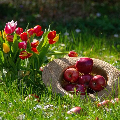 Come Potare Il Melo Guida Facile Per Giardinieri Appassionati