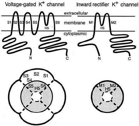 Voltage Gated Potassium Kv Channels And Inwardly Rectifying Potassium