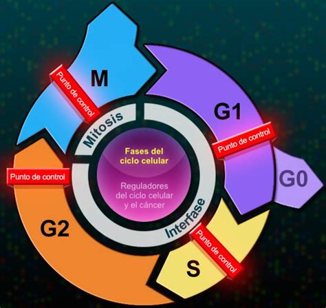 Oraganelos Y Ciclo Celular Quizizz