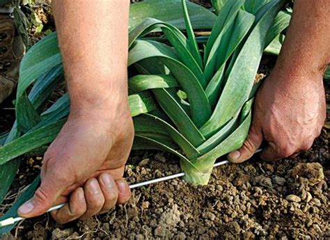 L Gumes Pour Toute L Ann E Les Perp Tuels L Gumes Perp Tuels