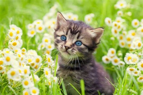 Portrait Of Cute Little Kitten Outdoors In Flowers Most Beautiful Cat Breeds Beautiful