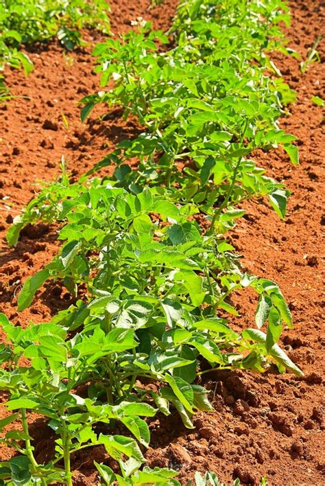 Planta De Batata Foto De Stock Imagem De Jardim Batata