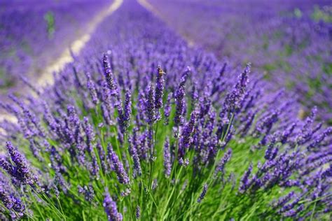 Lavender Flowers, Amazing Nature Lavender Flowers, #33981