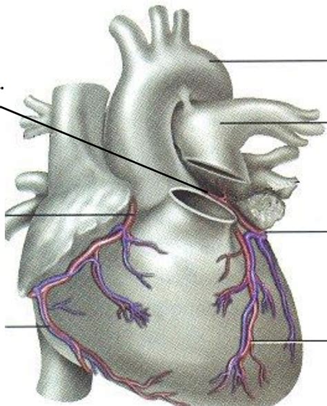 Arteries Of The Coronary Circulation Diagram Quizlet