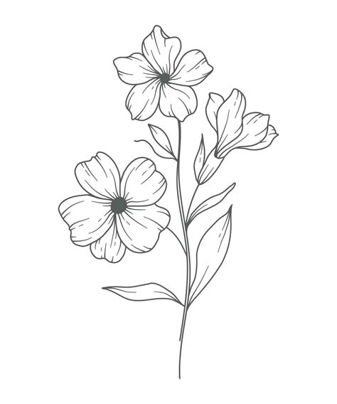 Primrose Flower Line Art Primrose Outline Illustration February Birth