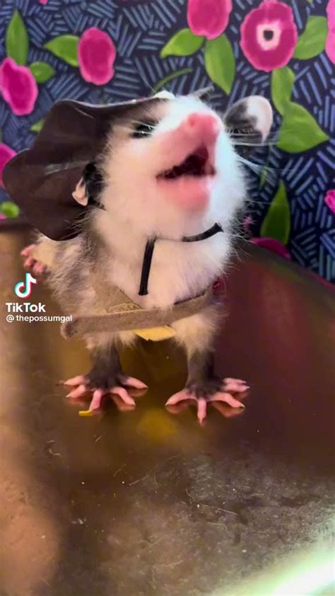 Kitsuno On Twitter RT Possum Chan Yeeehaw Pardners