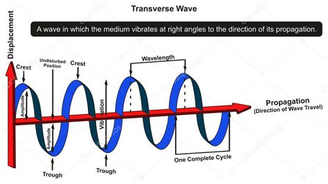 Diagrama Infogr Fico De Ondas Transversales Que Muestra La Estructura