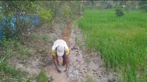 Keluh Petani Desa Rias Bangka Selatan Terancam Gagal Panen Karena