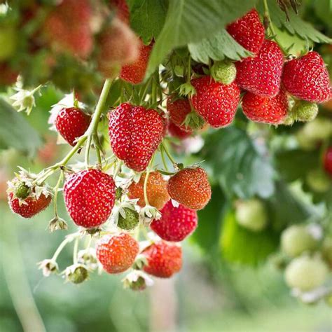 Sadzonki Truskawek FRIGO Ciesz się własnymi sadzonkami truskawki