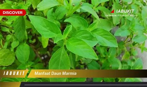 Bukan Cuma Daun Kemangi Ketahui 7 Manfaat Daun Marmia Yang Jarang