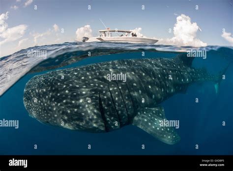 Large Whale Shark Rhincodon Typus Passing Below Boat At Sea Surface