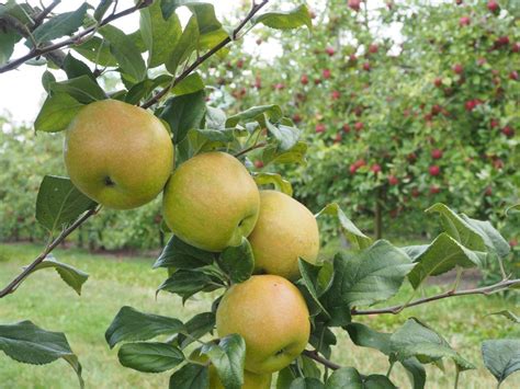 Tc 7 Fruit Tree Variety Anfic