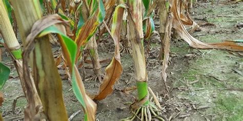 Nitrogen deficiency in corn – Ohio Ag Net | Ohio's Country Journal