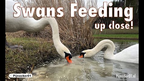 Swan Pairs Feeding Mute Swans In One Area Youtube