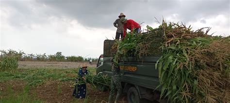 Panen Jagung Silase Di Gunggung Capai 7 Ton Kabupaten Sumenep