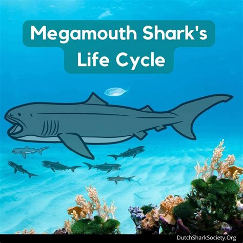 Megamouth Shark Facts Guide - Dutch Shark Society