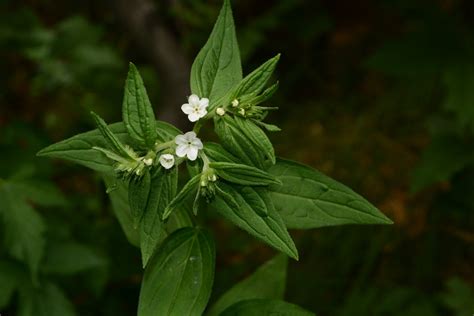 🌱 How to Propagate Lithospermum