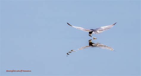 Mignattino Puombato Whiskered Tern Margitta Flickr