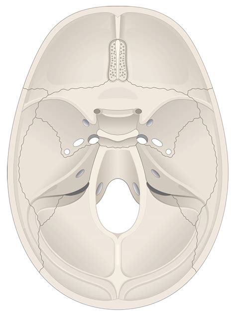 Human Skull Anatomy Superior View Illustrations Human Bio Media