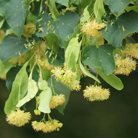 Tilia Cordata Trees For Sale Free Uk Delivery Over £50