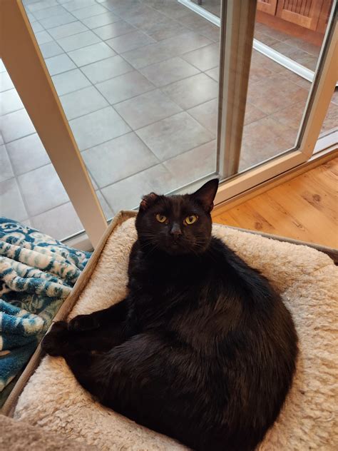 My one eared kitty : r/cats