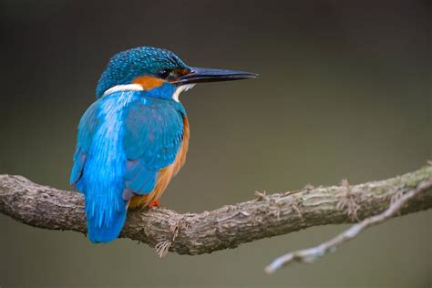 IJsvogel van IJsvogels nl Corné van Oosterhout op canvas behang en