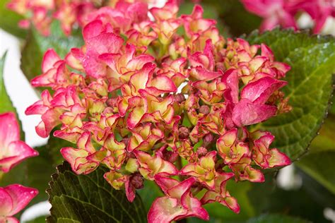 Bauernhortensie Red Angel Hydrangea macrophylla Red Angel günstig kaufen