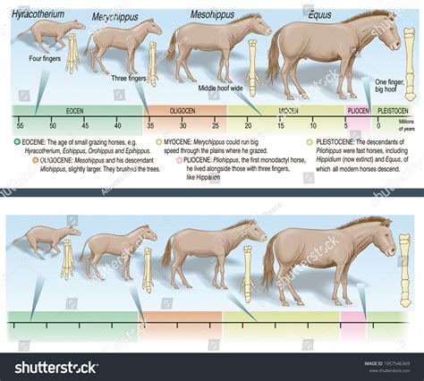 Paleontology Evolution Horse Species Evolutionary Line Stock ...