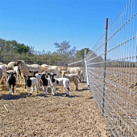 Goat-Tuff - Keep Your Goats Safe with Our Fixed Knot Fence