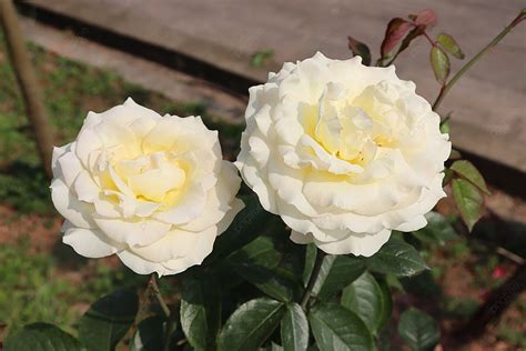 Two Blooming White Roses Background Hd Flowers Floral Background