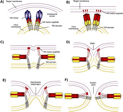 Schematic Diagram Of A Basic Model For Membrane Fusion By Influenza Ha