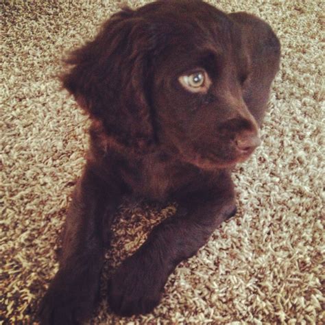 Boykin Spaniel Puppy A Boykin Is One Of The Best Dogs You Could Ever