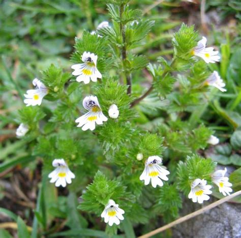 Euphrasia - Wikipedia