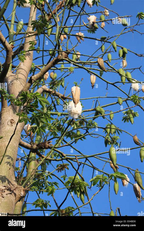 Kapok Tree Mekong Delta Vietnam Stock Photo Alamy