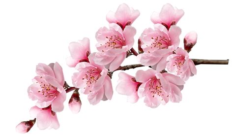 Cherry Blossom Sakura Png Image