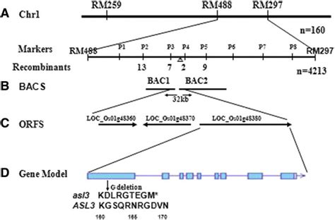 Map Based Cloning Of Asl3 A The Asl3 Locus Was Initially Mapped To