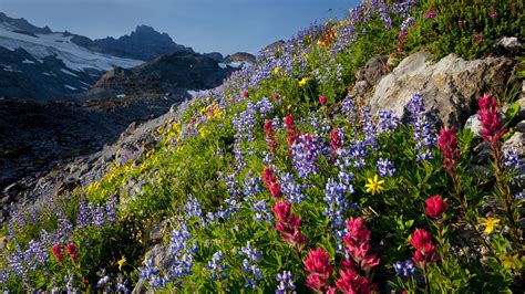 Washington State Flower Facts - Beautiful Insanity