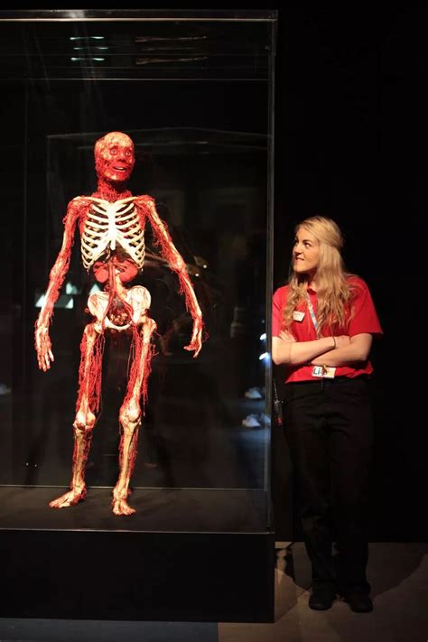 Body Worlds Exhibition At The Centre For Life Chronicle Live