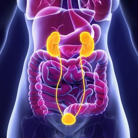 Bowel/Bladder Dysfunction | ATI