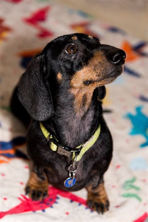 Black And Tan Smooth Haired Dachshund Sitting On Blanket Stock Photo