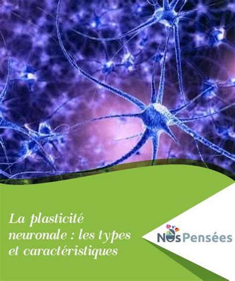 La Plasticit Neuronale Les Types Et Caract Ristiques La Plasticit