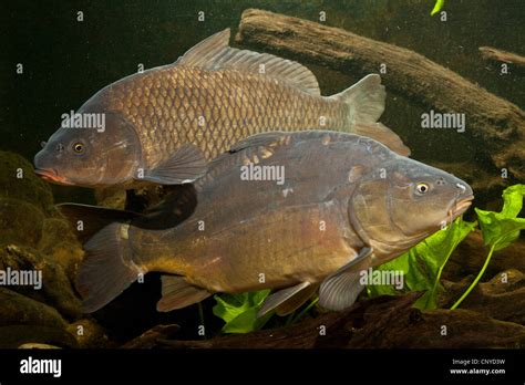 Carp Common Carp European Carp Cyprinus Carpio Wild Carp And