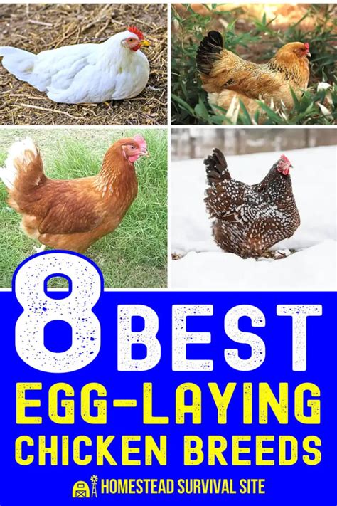 8 Best Egg Laying Chicken Breeds