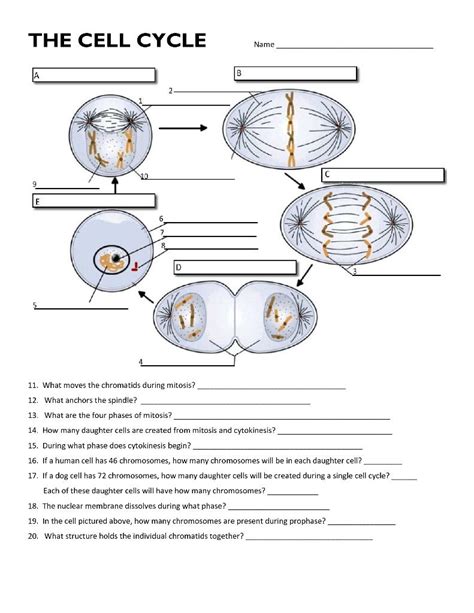 Solved THE CELL CYCLE Name 6 10 11. What moves the | Chegg.com