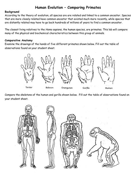 Comparative Anatomy Evolution Worksheet Anatomy Worksheets