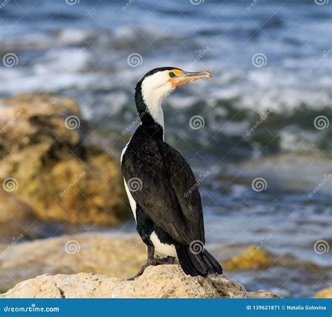 Portrait Of A Black Faced Cormorant Also Known As The Black Faced Shag