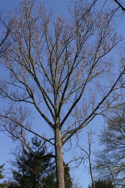 Populus X Canadensis Robusta T Nnersj Plantskola