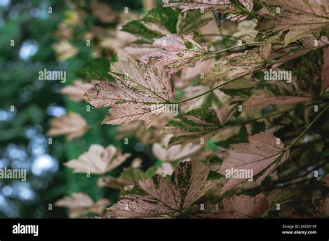 Acer Pseudoplatanus Sycamore Maple Tree Variety Nizetii Stock Photo