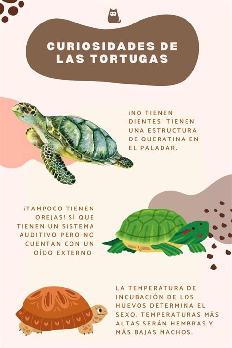 Curiosidades De Las Tortugas Datos Curiosos Que Te Sorprender N