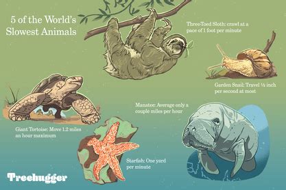 8 Slowest Animals in the World